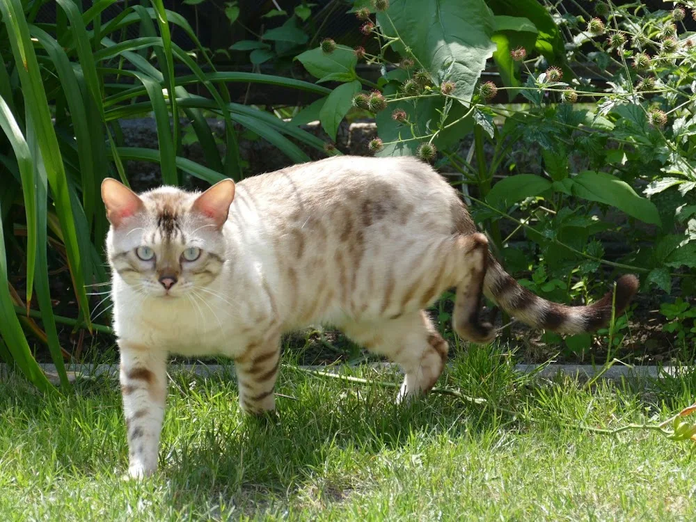 Katzenpension Weidenkätzchen - Niederau pet otel görseli 2