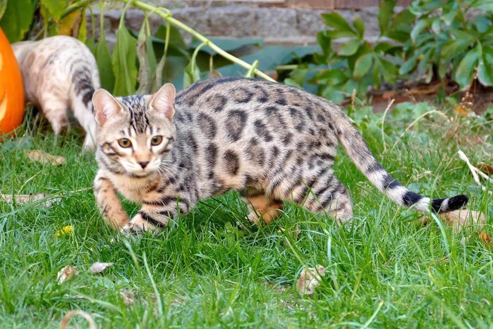 Katzenpension Weidenkätzchen - Niederau pet otel görseli 7