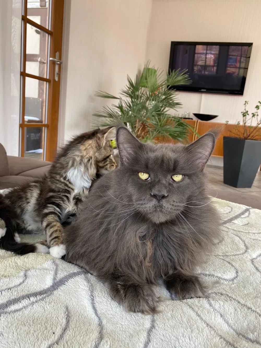SaxonyGiants - Maine Coon Cattery Sachsen - Niederau pet otel