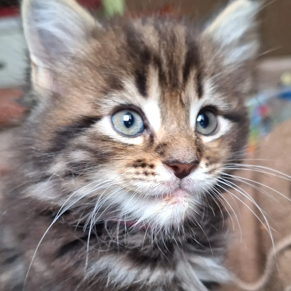 SaxonyGiants - Maine Coon Cattery Sachsen - Niederau pet otel görseli 3