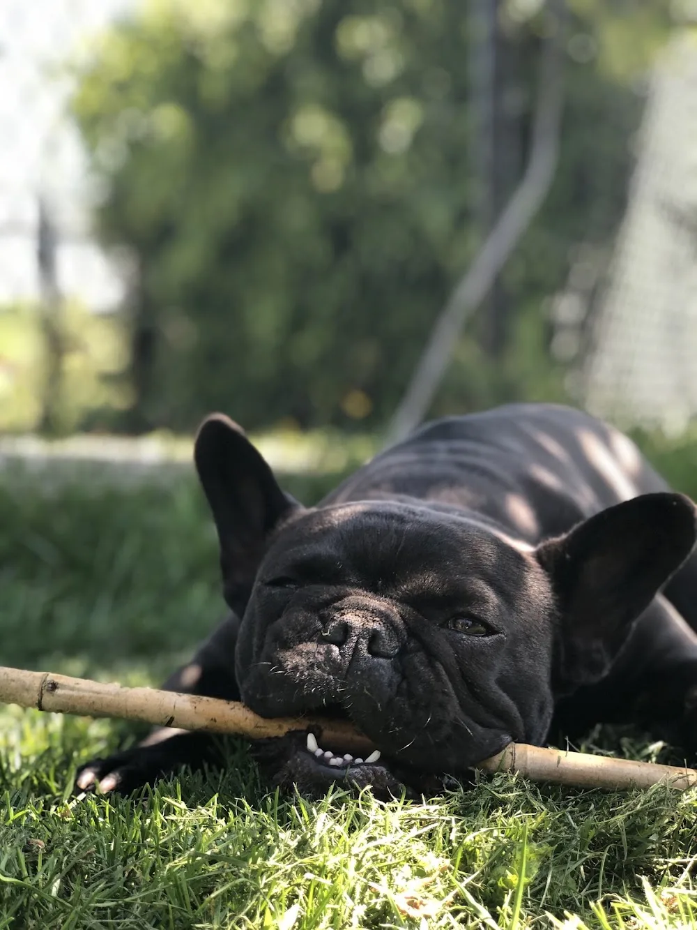De Adelshoeve honden dagopvang - Nieuwaal pet otel