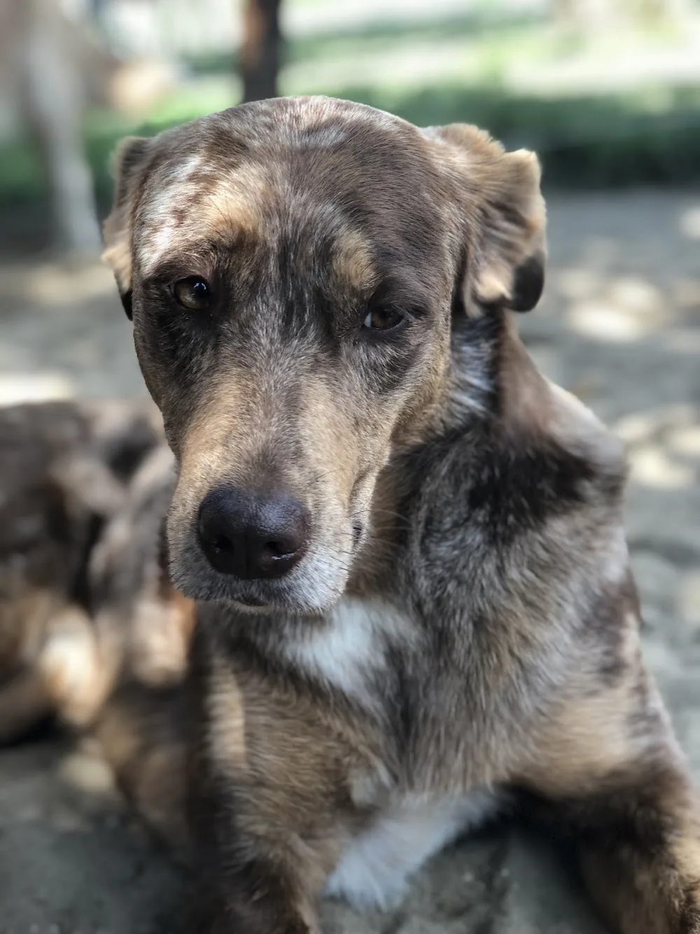 De Adelshoeve honden dagopvang - Nieuwaal pet otel görseli 3