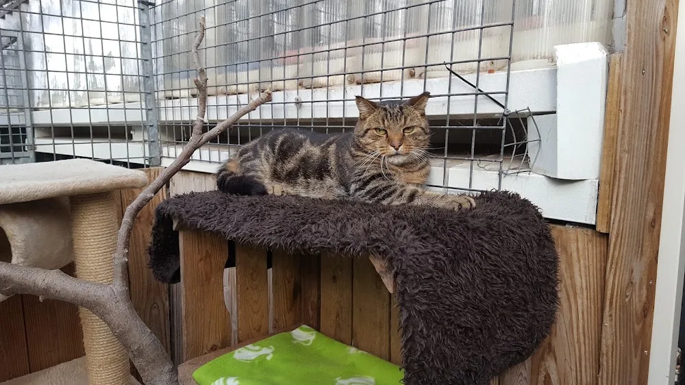 Dierenopvangtehuis Bommelerwaard 🐾 - Nieuwaal pet otel