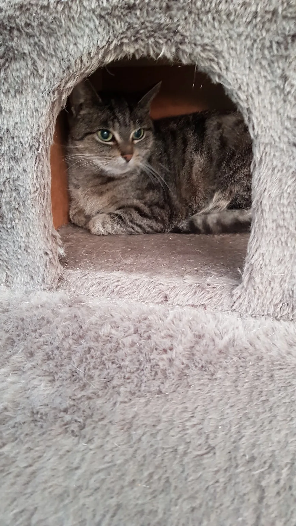 Dierenopvangtehuis Bommelerwaard 🐾 - Nieuwaal pet otel görseli 3