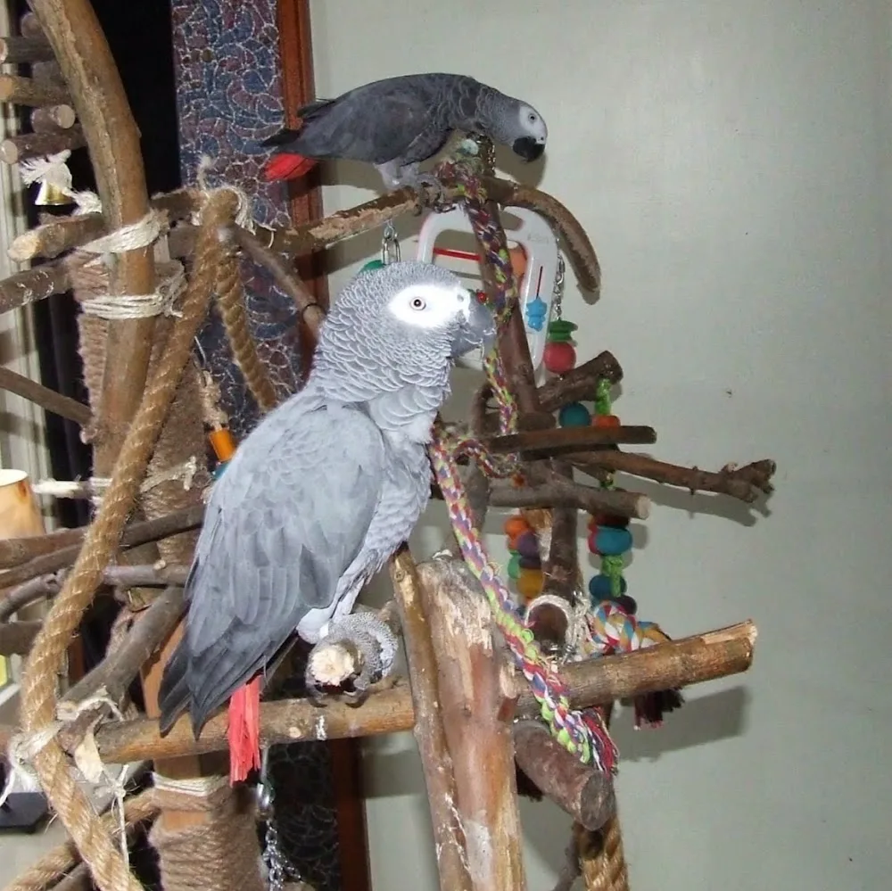 Dierenopvangtehuis Bommelerwaard 🐾 - Nieuwaal pet otel görseli 5