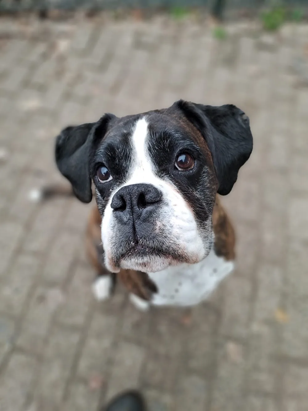 hondenverblijf Het Boerenerf - Nieuwaal pet otel