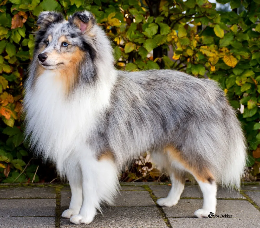 sheltiekennel lidani - Nieuwaal pet otel