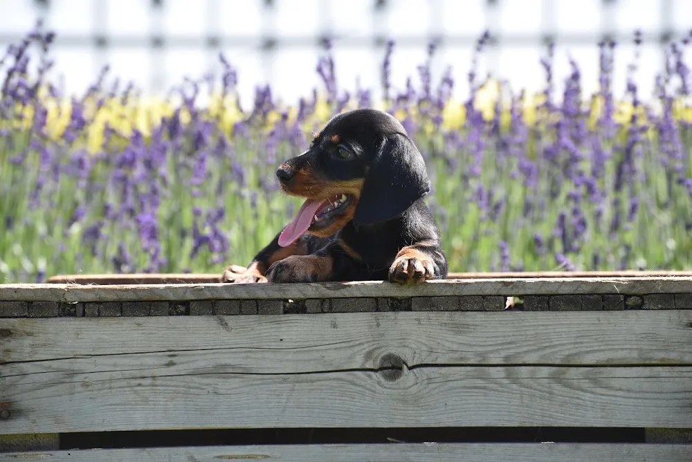 Teckelkennel Uut De Slikhoek - Nieuwaal pet otel