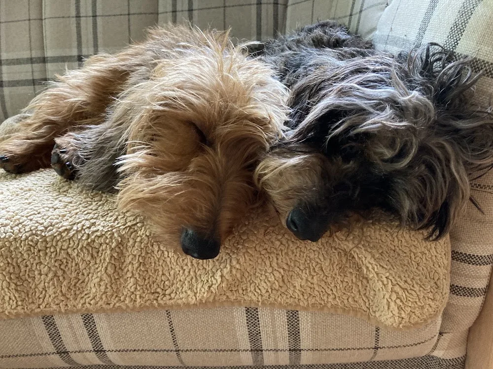Teckelkennel Uut De Slikhoek - Nieuwaal pet otel görseli 3