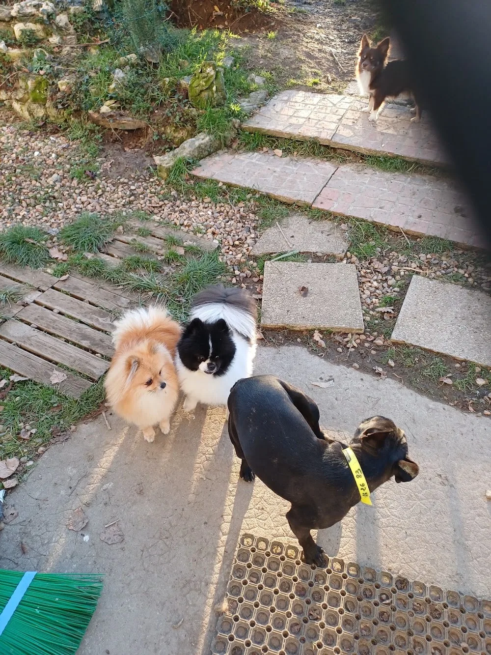 Passion Animaux 58 /18 educateur canin ,pension canine et féline - Nièvre pet otel görseli 3