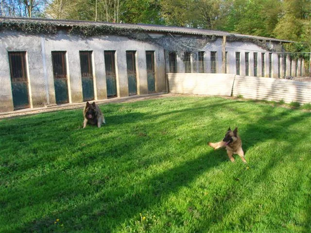 Pension Canine et Feline De Bizy - Nièvre pet otel görseli 6