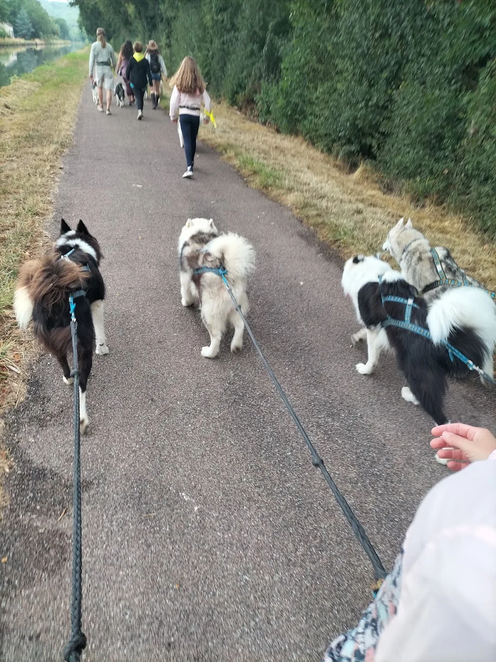 Wood'cie Ranch Canin - kart à chien et cani randonnée - Nièvre pet otel