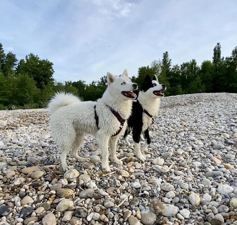 Wood'cie Ranch Canin - kart à chien et cani randonnée - Nièvre pet otel görseli 3