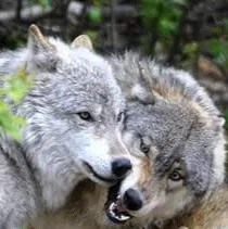Wood'cie Ranch Canin - kart à chien et cani randonnée - Nièvre pet otel görseli 5