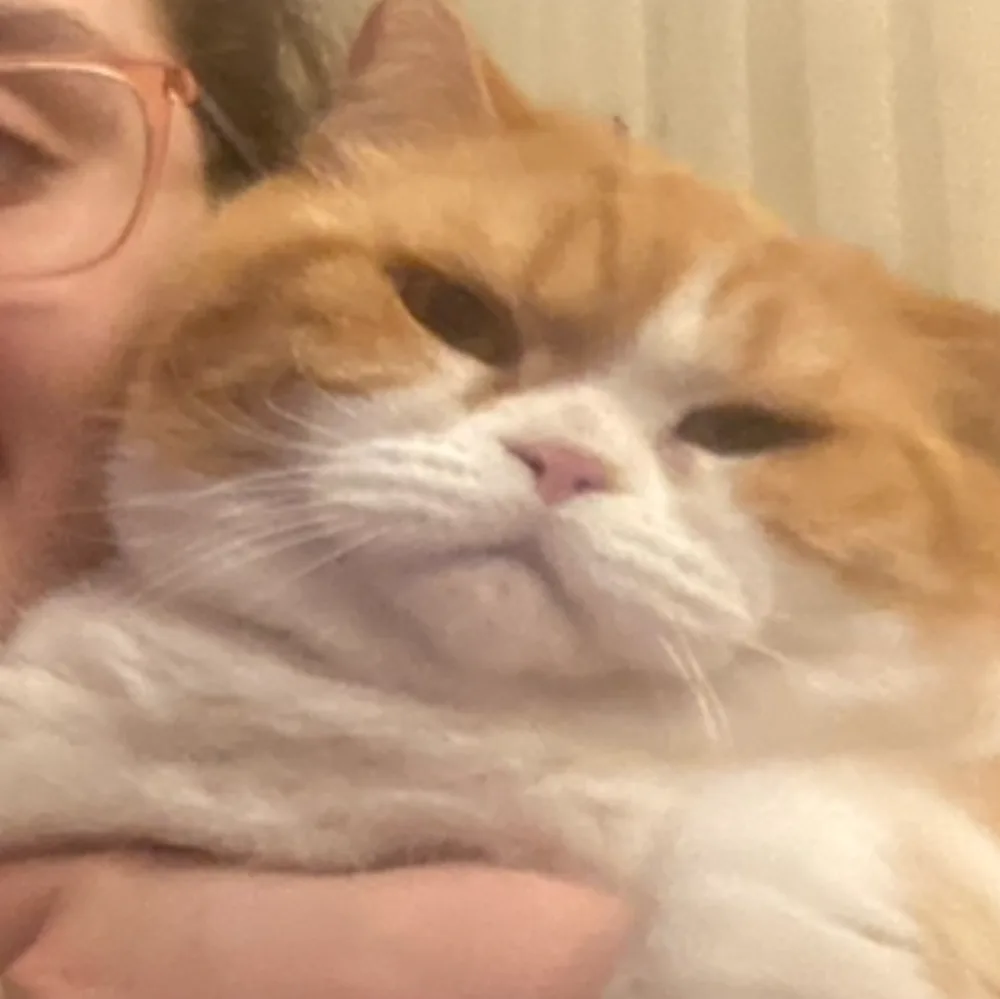 NilGardens Köpek Oteli - Istanbul pet otel görseli 8