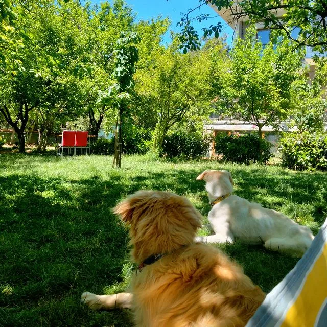 NilGardens Köpek Oteli - Istanbul pet otel görseli 11