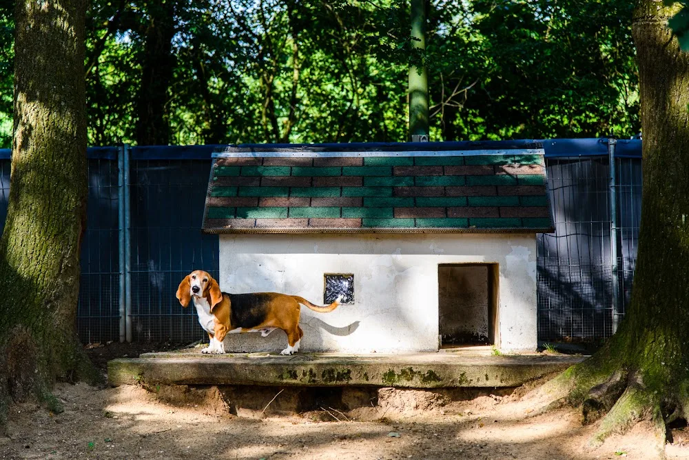 Alipha's Dierenpension B.V. - Limburg pet otel görseli 3