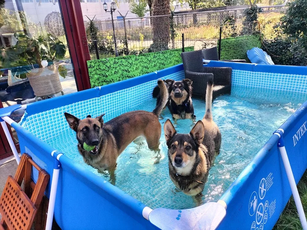 cats n dogs venray honden dagopvang kattenhotel - Limburg pet otel