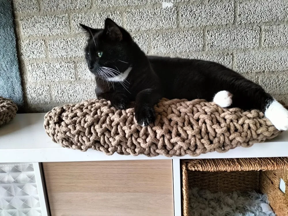 cats n dogs venray honden dagopvang kattenhotel - Limburg pet otel görseli 3