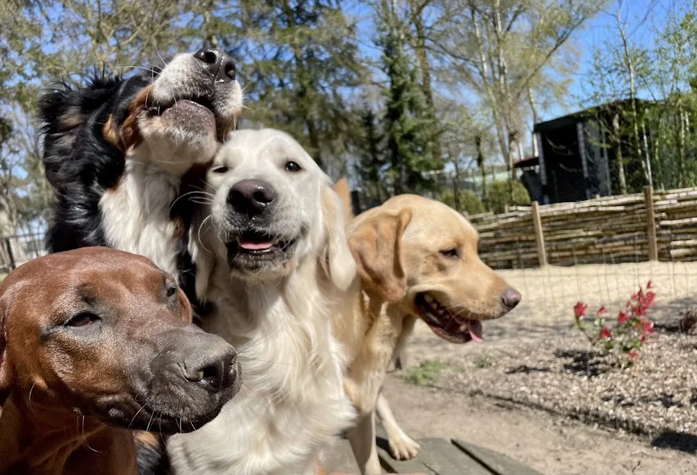 Dagopvang HONDerdprocentHOND - Limburg pet otel
