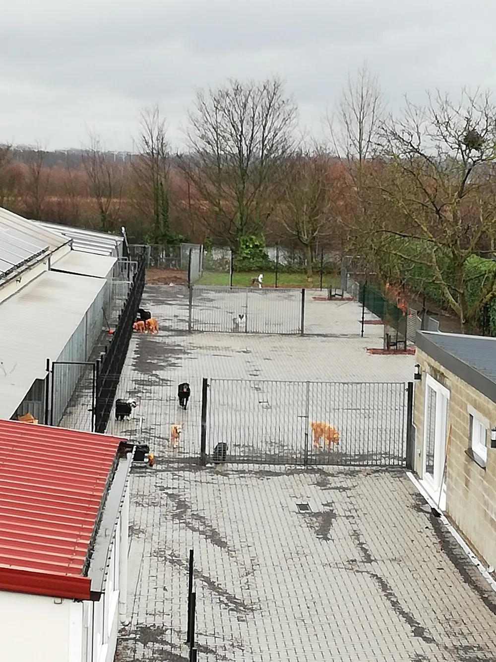 Dierenhotel Kanaalzicht - Limburg pet otel görseli 3