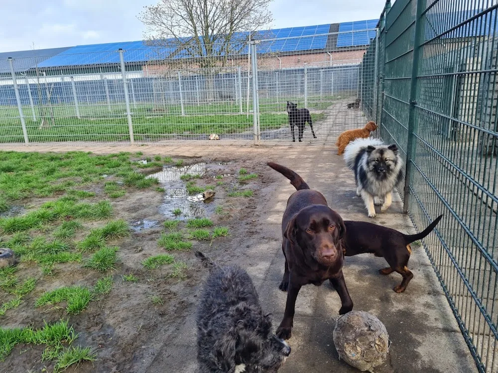Dierenpension Eilers - Limburg pet otel