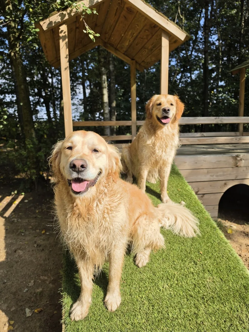 Hondenpension Bosrijk - Limburg pet otel görseli 2