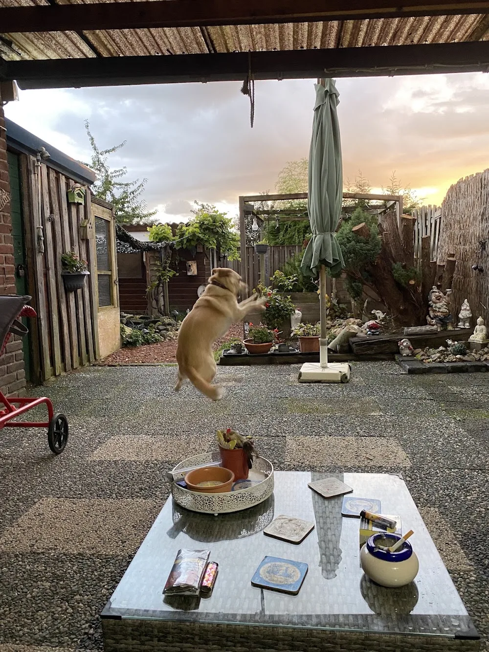 Hondenpension Limburg - Limburg pet otel görseli 2
