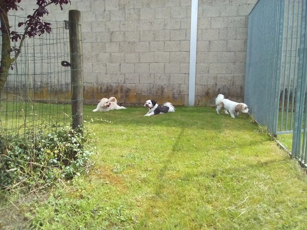 Hondenpension Peeters - Limburg pet otel görseli 3