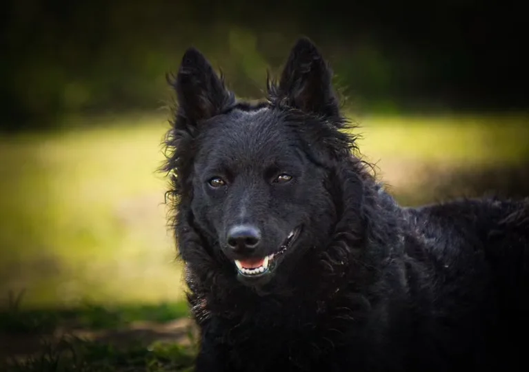 Burning Black Mudi Kennel - Nógrád County pet otel görseli 3