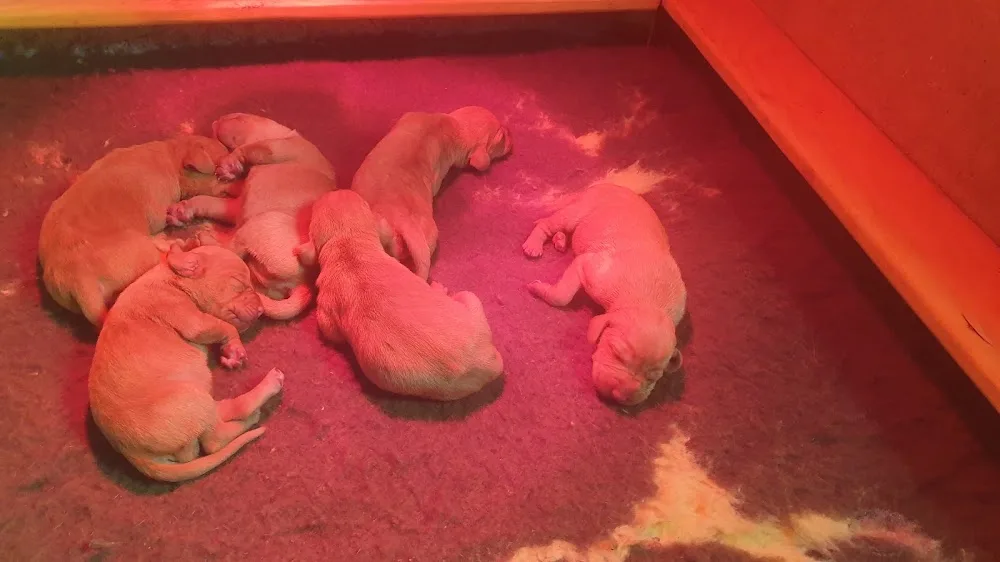Csővárberki Kennel - Nógrád County pet otel