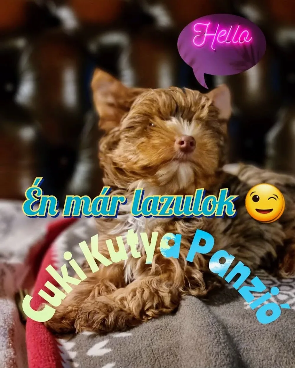 CukiKutya yorki panzió és Schokoladenbaby kennel - Nógrád County pet otel