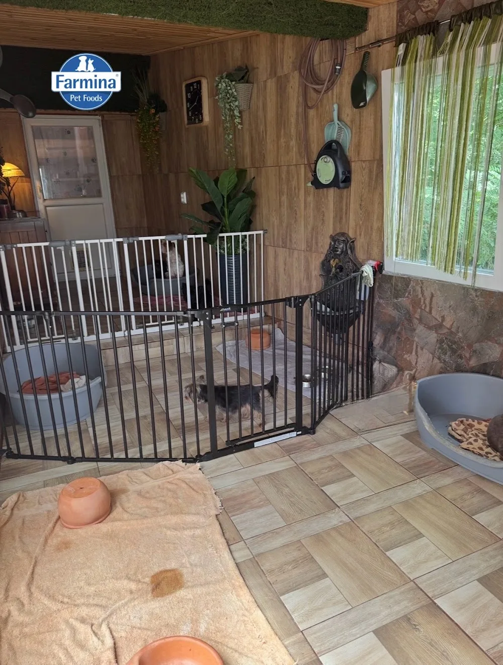 CukiKutya yorki panzió és Schokoladenbaby kennel - Nógrád County pet otel görseli 3