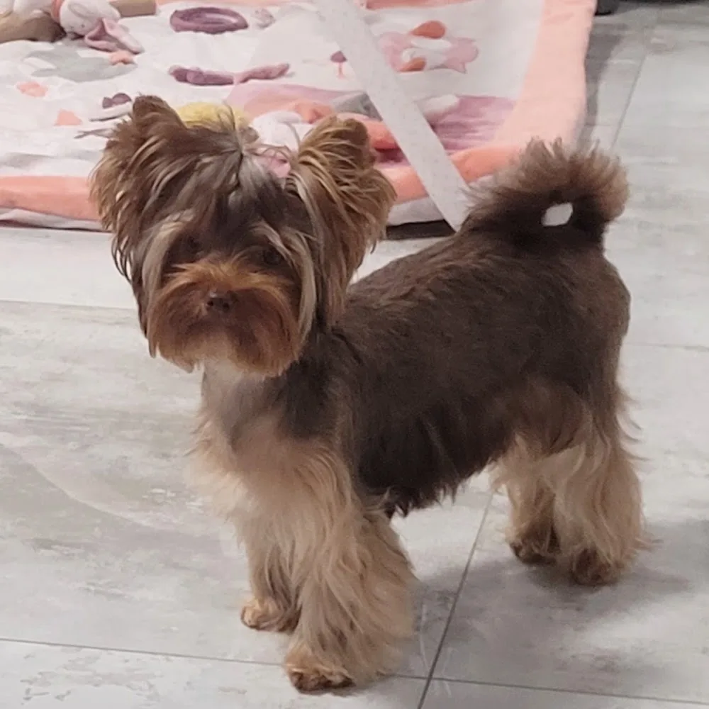 CukiKutya yorki panzió és Schokoladenbaby kennel - Nógrád County pet otel görseli 5