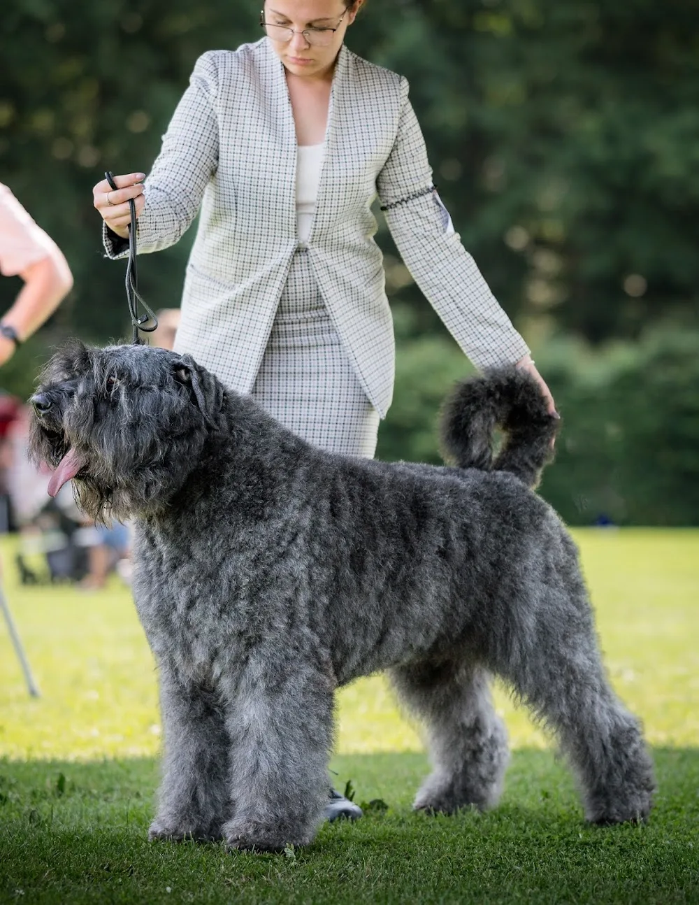 de l' Ami Gris Bouvier des Flandres kennel - Nógrád County pet otel
