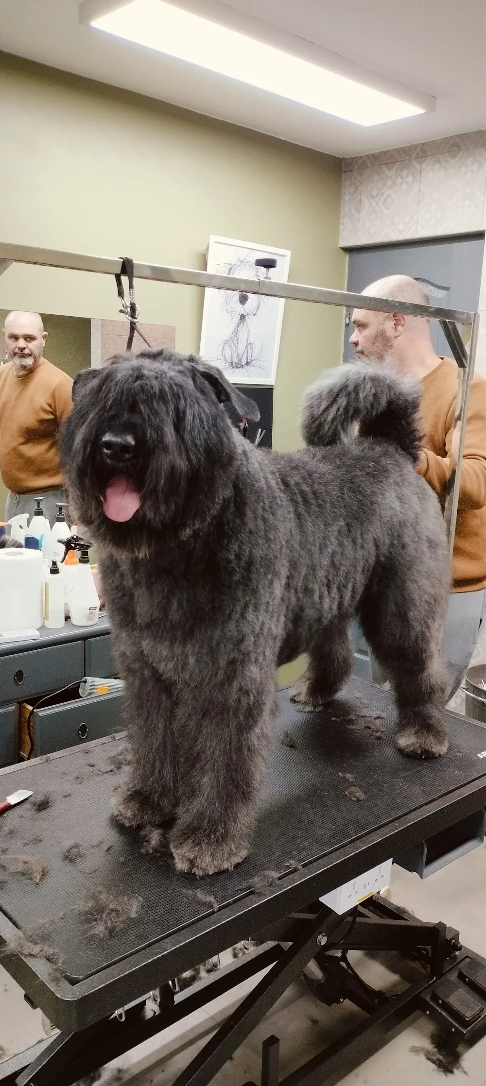 de l' Ami Gris Bouvier des Flandres kennel - Nógrád County pet otel görseli 3