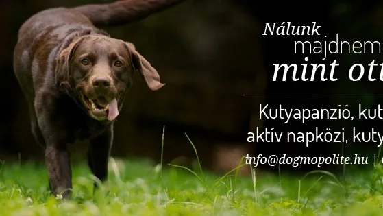 Dogmopolite Kutyapanzió és Kutyanapközi Szentendre - Nógrád County pet otel