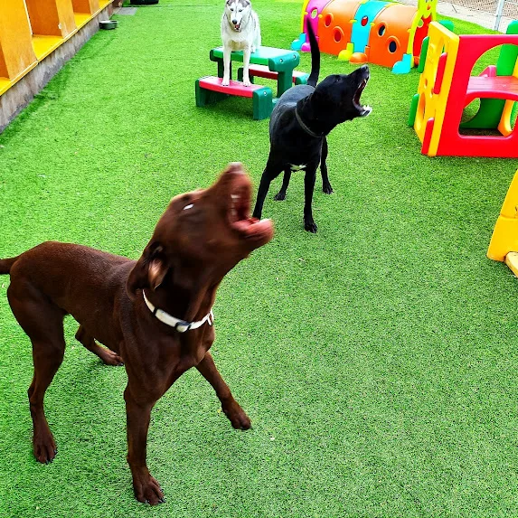 Dogmopolite Kutyapanzió és Kutyanapközi Szentendre - Nógrád County pet otel görseli 3