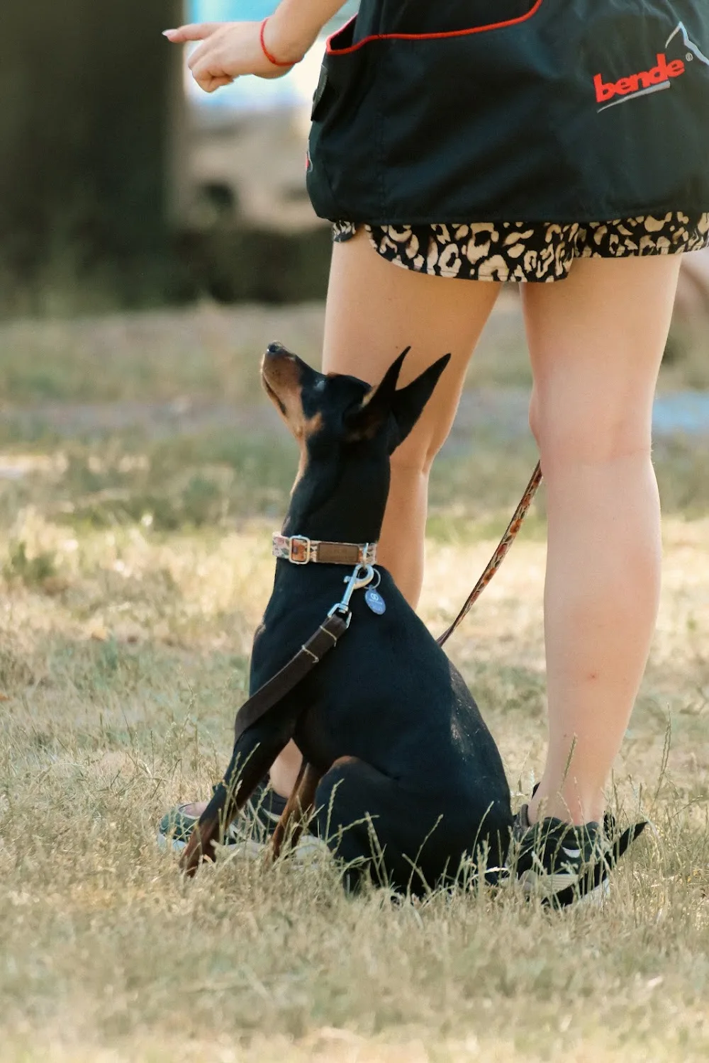 DORA - Kutyapanzió és Kutyaiskola - Nógrád County pet otel görseli 3