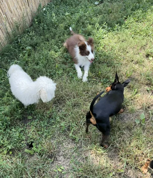 DORA - Kutyapanzió és Kutyaiskola - Nógrád County pet otel görseli 6
