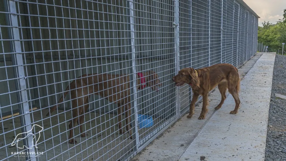 Karancsvölgye kutyapanzió és napközi - Nógrád County pet otel görseli 3