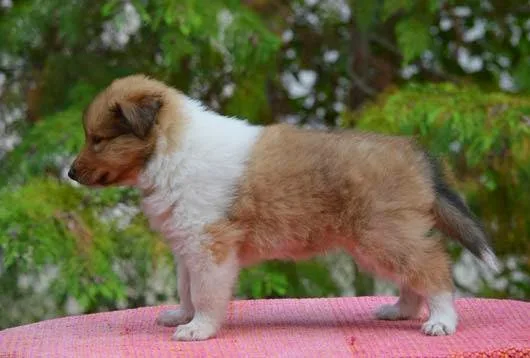 Kisalagi Collie Kennel - Nógrád County pet otel