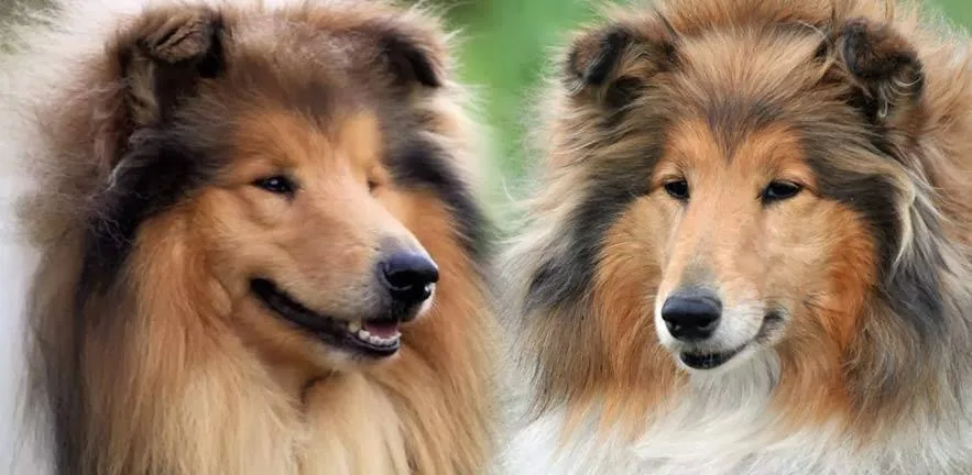 Kisalagi Collie Kennel - Nógrád County pet otel görseli 3