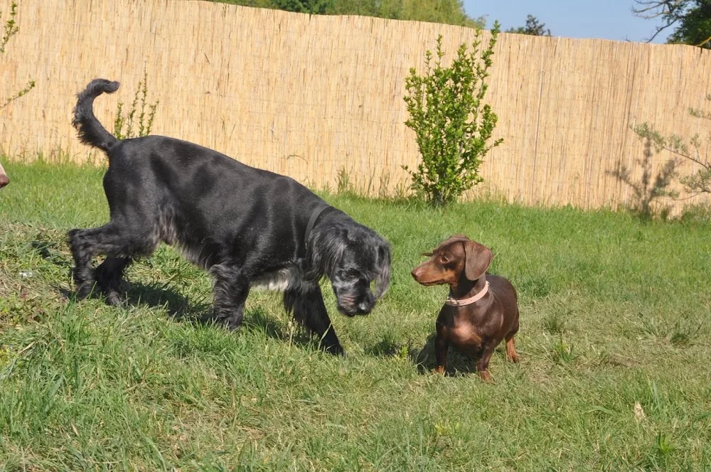 Kökény Kutyapanzió és Kutyakozmetika - Nógrád County pet otel görseli 2
