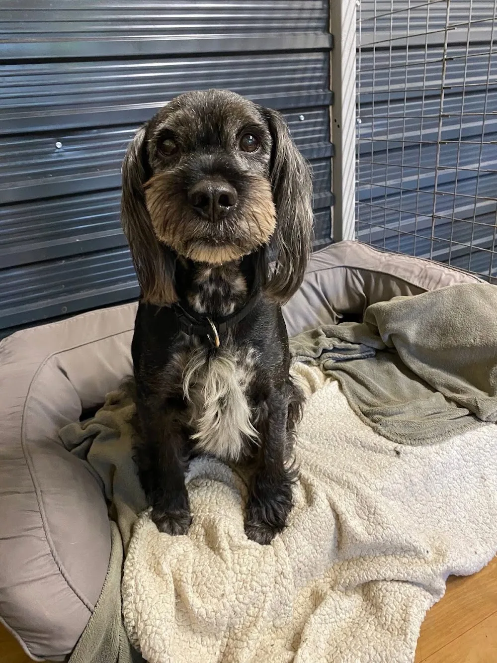 Kökény Kutyapanzió és Kutyakozmetika - Nógrád County pet otel görseli 3