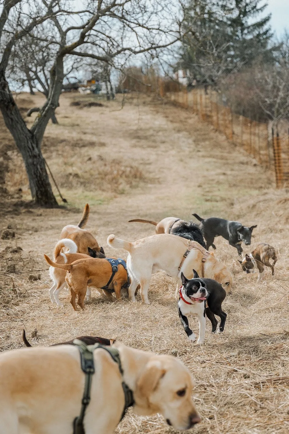 kutyanapközi 🐩🐕🐾🐶 (vác, sződliget, göd, dunakeszi) - Nógrád County pet otel görseli 2