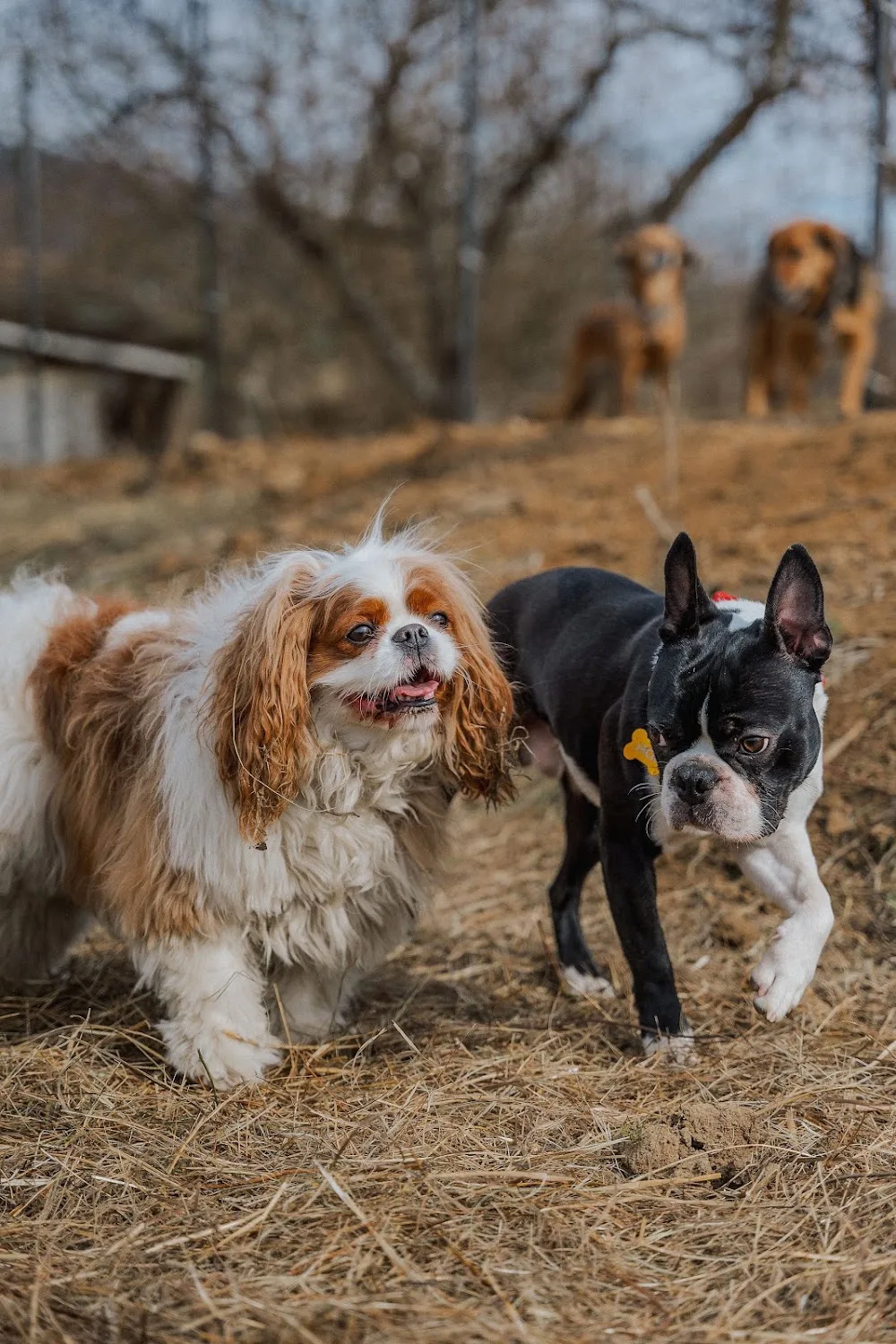 kutyanapközi 🐩🐕🐾🐶 (vác, sződliget, göd, dunakeszi) - Nógrád County pet otel görseli 3