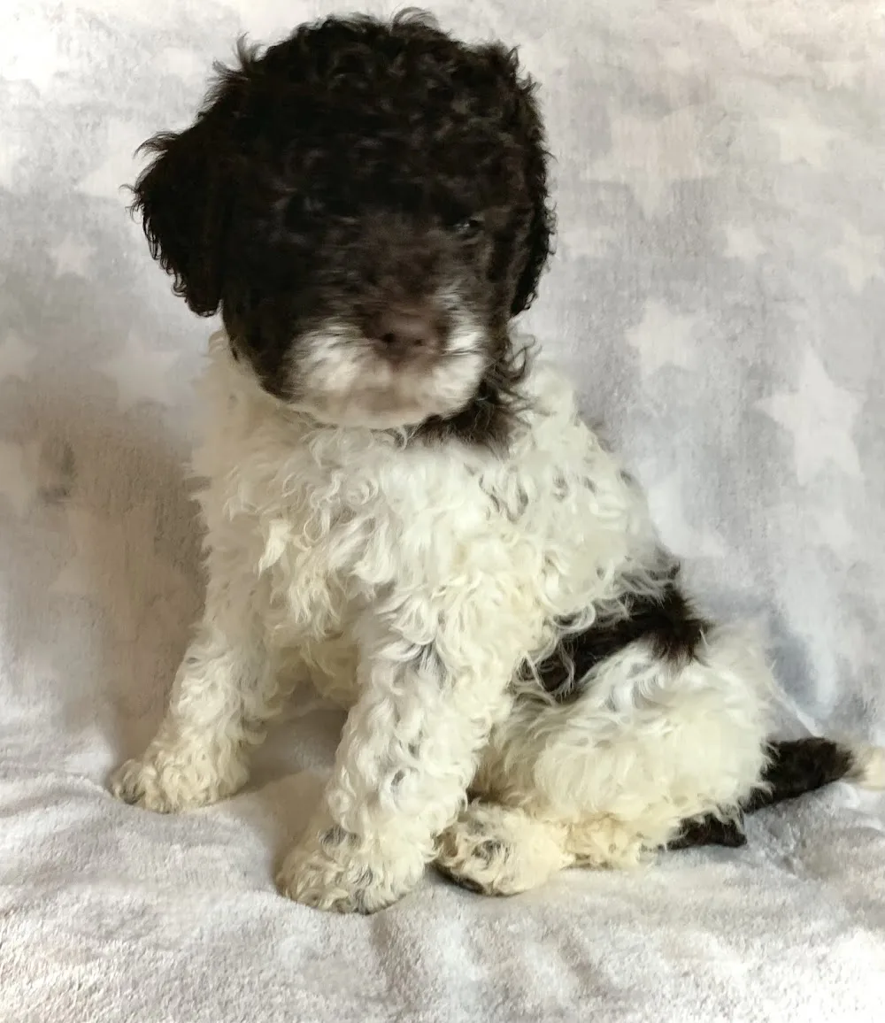 Lagotto Romagnolo-Friendly Lagotto Kennel - Nógrád County pet otel görseli 2