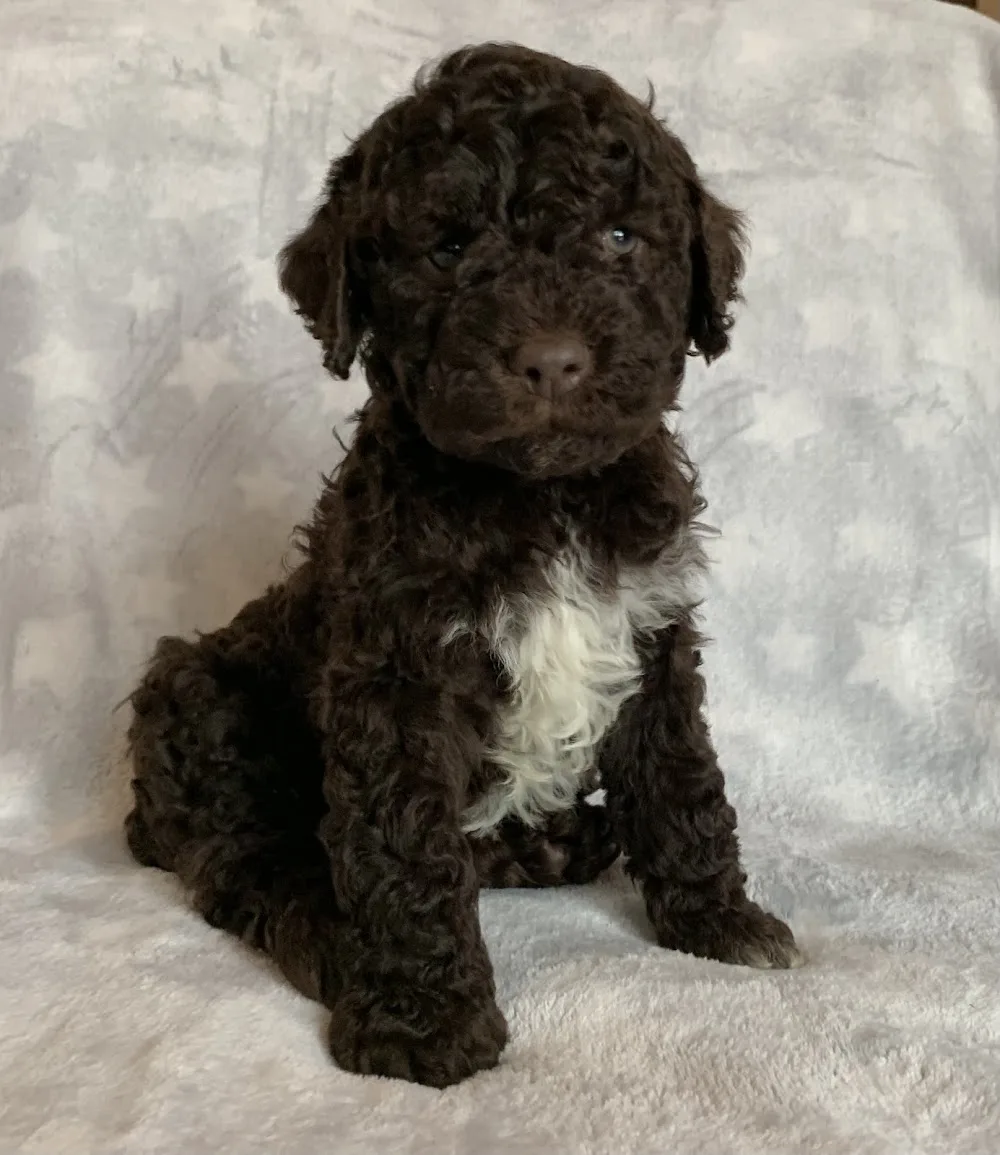 Lagotto Romagnolo-Friendly Lagotto Kennel - Nógrád County pet otel görseli 3