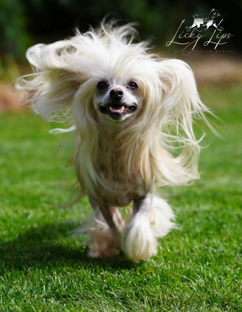 Licky Lips Kennel - Nógrád County pet otel görseli 3